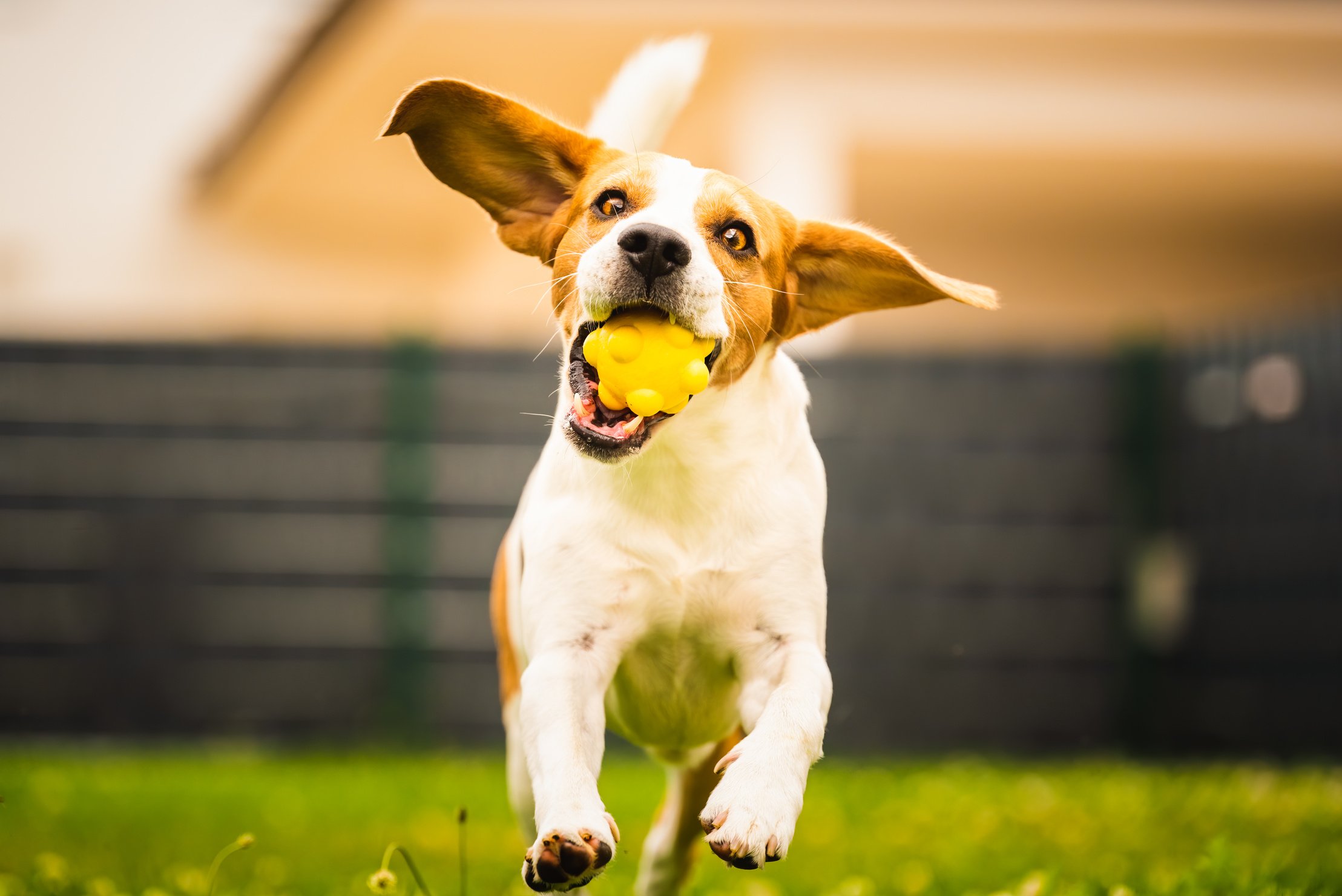 Dog Playing Fetch in Backyard